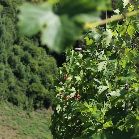 Vineyard Ranc Pri Hanzeku