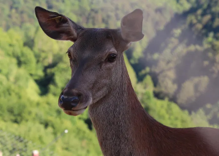 Дом отдыха Vineyard Ranc Pri Hanzeku *