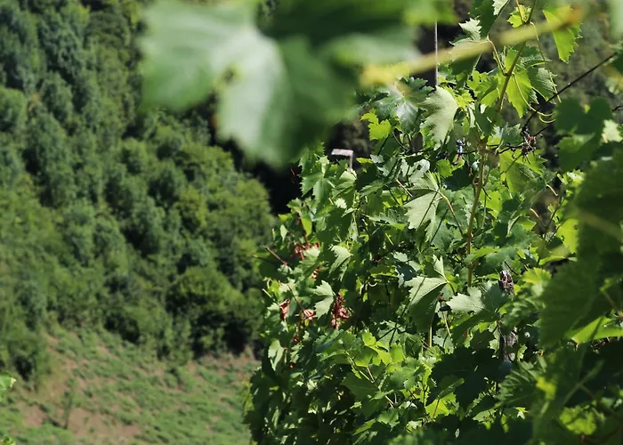 Vineyard Ranc Pri Hanzeku